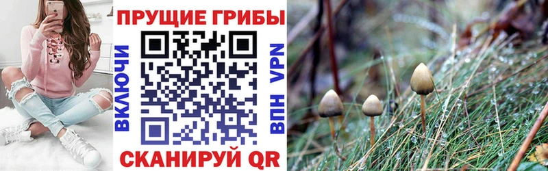 Купить  Катав-Ивановск  Псилоцибиновые грибы MAGIC MUSHROOMS 